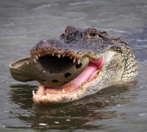 Croc