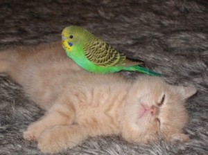 kitten_and_bird